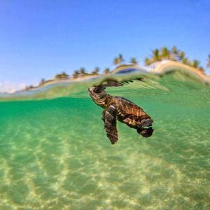 Meet your Posher, Darleen lucero